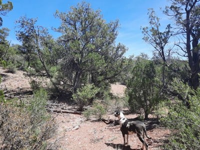 Remote Northern AZ off grid parcel - image 4