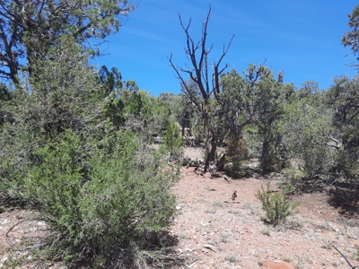 Remote Northern AZ off grid parcel - image 6