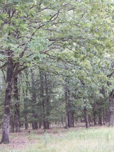 Beautiful Off Grid Property Bagwell TX Red River County - image 20