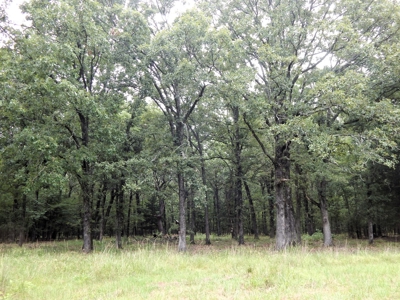 Beautiful Off Grid Property Bagwell TX Red River County - image 14
