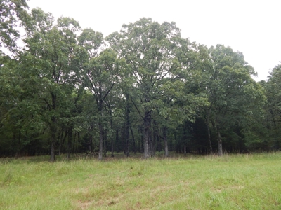 Beautiful Off Grid Property Bagwell TX Red River County - image 7