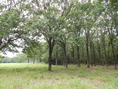 Beautiful Off Grid Property Bagwell TX Red River County - image 19