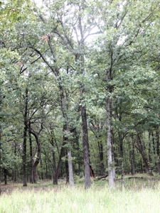 Beautiful Off Grid Property Bagwell TX Red River County - image 22