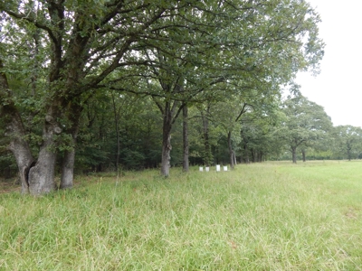 Beautiful Off Grid Property Bagwell TX Red River County - image 11