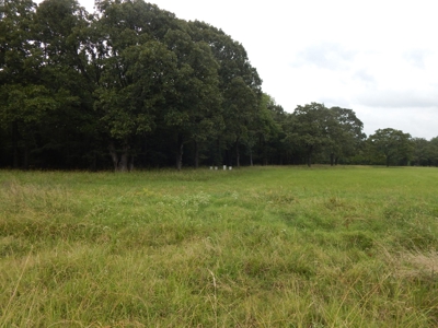 Beautiful Off Grid Property Bagwell TX Red River County - image 10