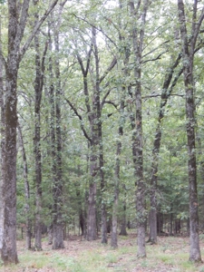 Beautiful Off Grid Property Bagwell TX Red River County - image 21