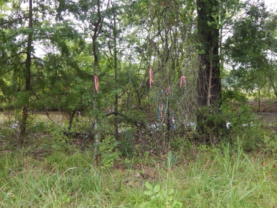 Beautiful Off Grid Property Bagwell TX Red River County - image 6