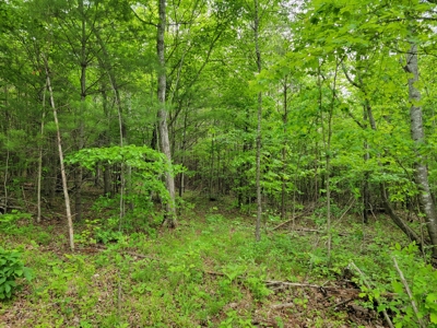 Offering #2 - Land for Sale in Patrick County - image 8