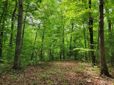 Offering #4 - Recreational Land for Sale - image 4
