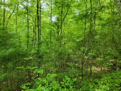 Offering #4 - Recreational Land for Sale - image 2