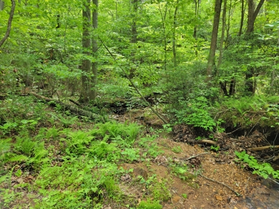 Offering #4 - Recreational Land for Sale - image 7