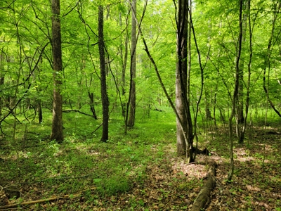 Offering #4 - Recreational Land for Sale - image 11