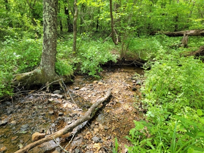 Offering #5 - Wooded Land for Sale in Patrick County VA - image 9
