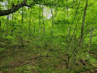 Offering #6 - Hunting Property for Sale in Woolwine VA - image 3