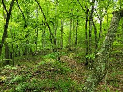 Offering #6 - Hunting Property for Sale in Woolwine VA - image 2