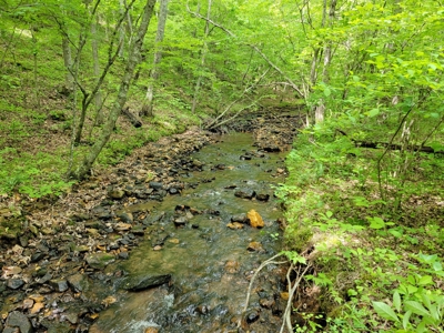 Offering #6 - Hunting Property for Sale in Woolwine VA - image 1
