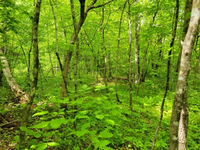 Offering #6 - Hunting Property for Sale in Woolwine VA - image 4