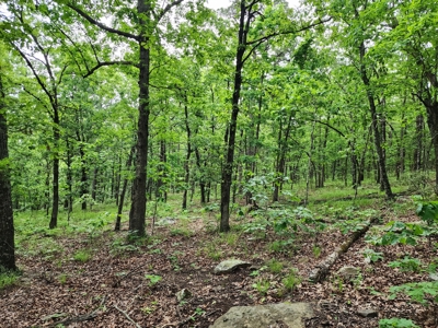 40 Acre Recreational Property – Winding Stair Mountains - image 13