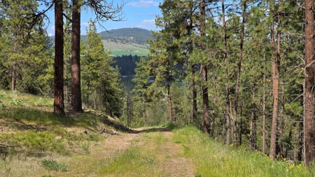 Captivating 53.56 Acres 10 Min to Downtown Spokane! - image 5