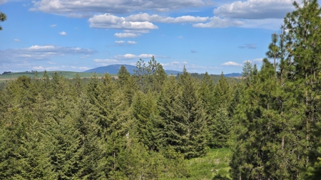 Captivating 53.56 Acres 10 Min to Downtown Spokane! - image 4