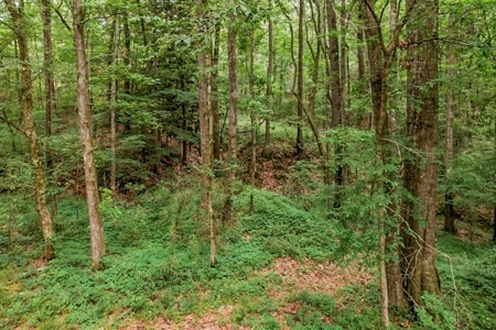 Beautiful Home/Getaway For Sale in Natchez, MS - image 10