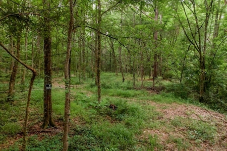 Beautiful Home/Getaway For Sale in Natchez, MS - image 2