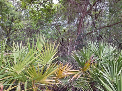 20 Acres Of Vacant Land For Sale In Chiefland, Fl - image 9