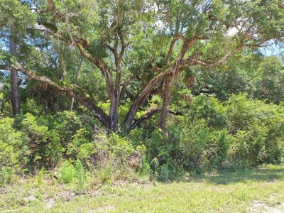 20 Acres Of Vacant Land For Sale In Chiefland, Fl - image 1