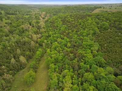 Ozark County Land, 40 Acre Off-Grid, Wooded Hunting Property - image 3