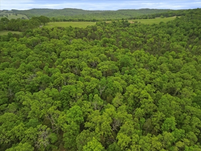 Ozark County Land, 40 Acre Off-Grid, Wooded Hunting Property - image 5