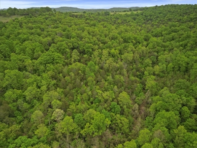Ozark County Land, 40 Acre Off-Grid, Wooded Hunting Property - image 10