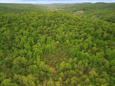 Ozark County Land, 40 Acre Off-Grid, Wooded Hunting Property - image 4