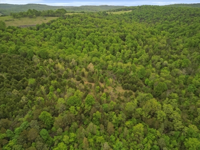 Ozark County Land, 40 Acre Off-Grid, Wooded Hunting Property - image 11