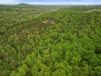 Ozark County Land, 40 Acre Off-Grid, Wooded Hunting Property - image 6