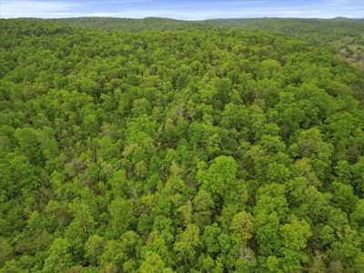Ozark County Land, 40 Acre Off-Grid, Wooded Hunting Property - image 15