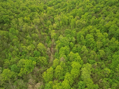 Ozark County Land, 40 Acre Off-Grid, Wooded Hunting Property - image 1