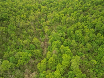 Missouri Ozarks, Secluded, Off-Grid Hunting Property - image 3