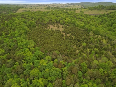 Hunting Property, 40 Acres Secluded, Off-Grid, Wooded - image 9