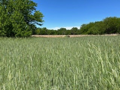 Kansas Hunting Land For Sale- Harper County- Unit 16 - image 20