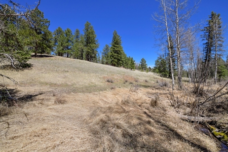 Colorado Mountain Land for Sale in Divide, CO - image 7