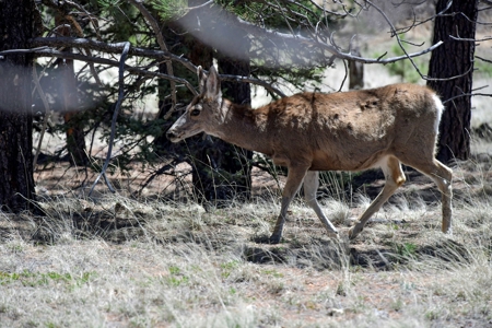 Colorado Mountain Land for Sale in Divide, CO - image 15