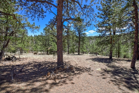 Colorado Mountain Land for Sale in Divide, CO - image 1