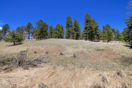 Colorado Mountain Land for Sale in Divide, CO - image 9