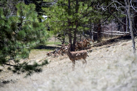Colorado Mountain Land for Sale in Divide, CO - image 16