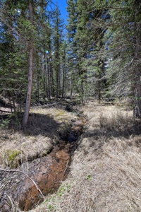 Colorado Mountain Land for Sale in Divide, CO - image 6
