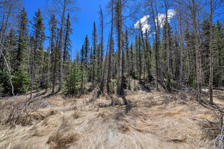 Colorado Mountain Land for Sale in Divide, CO - image 8