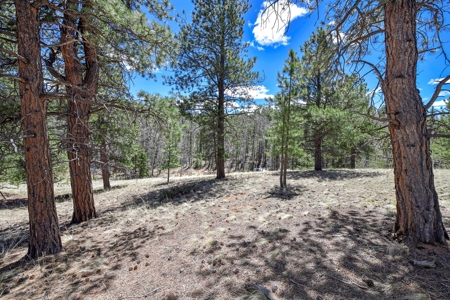 Colorado Mountain Land for Sale in Divide, CO - image 13