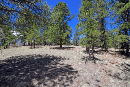 Colorado Mountain Land for Sale in Divide, CO - image 4