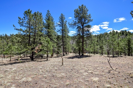 Colorado Mountain Land for Sale in Divide, CO - image 3