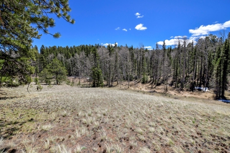 Colorado Mountain Land for Sale in Divide, CO - image 5